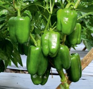 F1-SSB 905 Capsicum Seeds