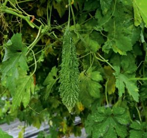 F1-Swati Bitter Gourd Seeds