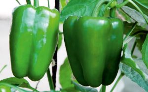 F1-Vajra Capsicum Seeds