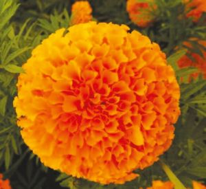 Mastani Marigold Seeds