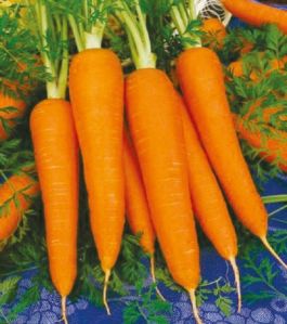 Rocky Carrot Seeds