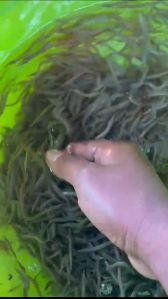Baam fish seed