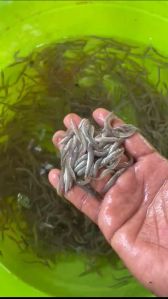 Baam fish seed
