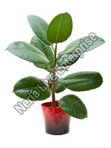 rubber plant