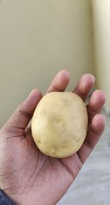 Potato