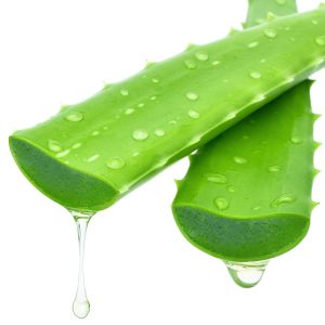 organic fresh green aloe vera plants