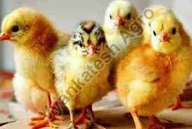 Sonali chicks