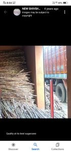 Sugarcane