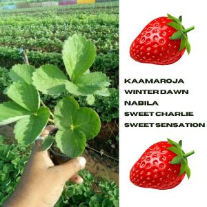 Strawberry Plant