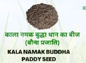 pusa paddy seed