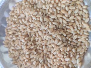 Sortex Clean Wheat