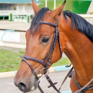 Leather Harness