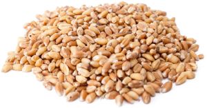 Brown Wheat Grain