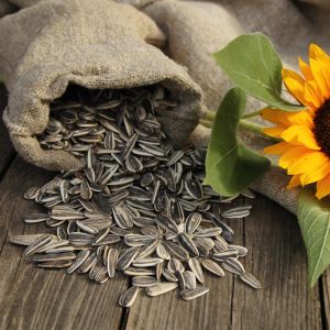 sunflower Seed