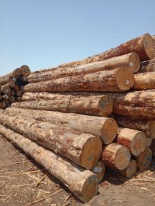 New Zealand Pine Wood Logs