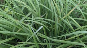 Lemongrass