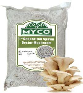 Oyster Mushroom Spawn