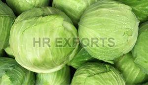 Fresh Cabbage