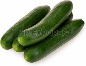 Fresh Cucumber