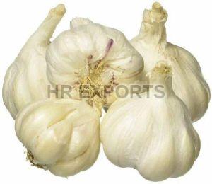 Fresh Garlic