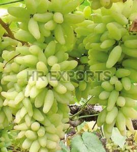 Fresh Green Grapes