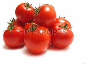 Fresh Tomato