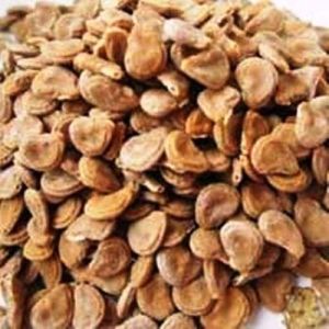 Herbs Datura Metel Seeds