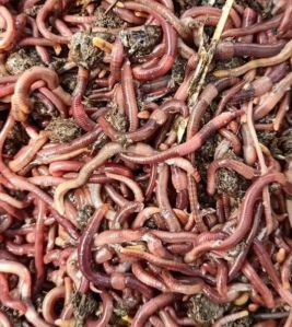 Live Earthworms