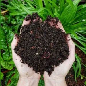 Powder Vermicompost Fertilizer