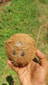 Fresh Coconuts