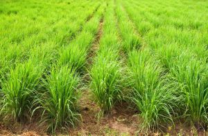Lemongrass Essential Oil