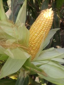 Sweet Corn