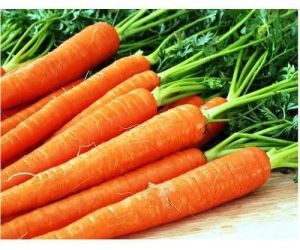 Fresh Carrot