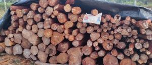 Red sandalwood