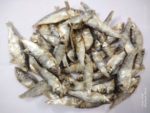 Dry Fish