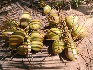 Tender Coconut