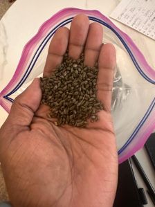 Cassia Tora Seeds