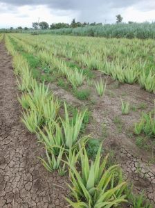 Aloe vera Plants