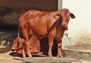 Sahiwal Cow