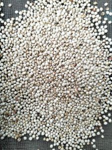 Jowar Seeds