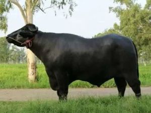 Murrah Bull