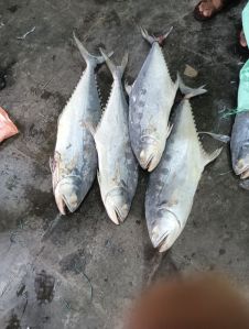 Frozen Katla Fish