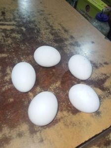 White Eggs