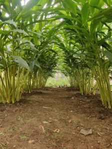 nalyani green gold cardamom plant