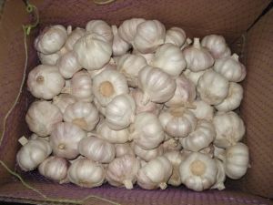 fresh garlic bulbs