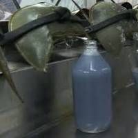 Blue Horseshoe Crab Blood