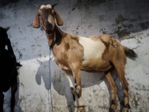 male goat