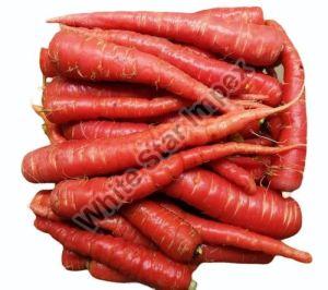 Fresh Red Carrot