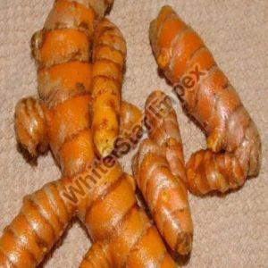 Fresh Turmeric Roots