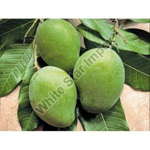 Green Organic Raw Mango